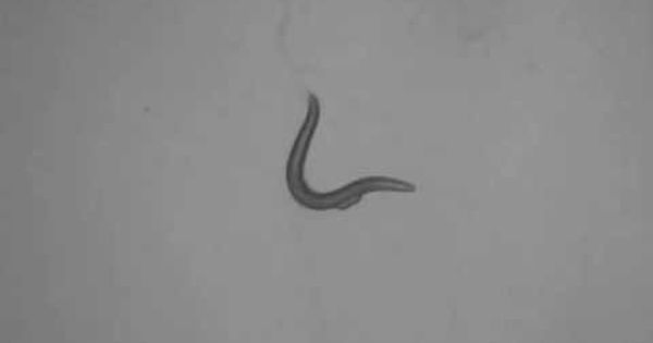 How To Get Rid Of Springtails In Worm Bin CrookCounty