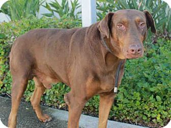Pin By Gloria Taylor On Urgent Senior Dogs Ox Doberman