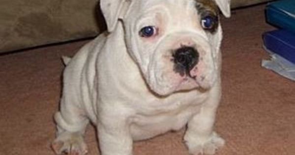 Australian Bulldog Breed Info Australian Bulldog French Bulldog