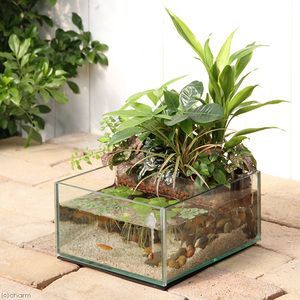 Pin By Mata Hari On Aquarium Indoor Water Garden Water Terrarium Fish Plants