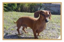 How To Potty Train A Dachshund Puppy Funny Dachshund Dog