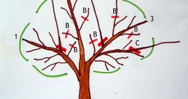 Esquema De Poda De Los Cítricos Poda De Arboles Frutales Cultivo De árboles Frutales Frutales En Maceta