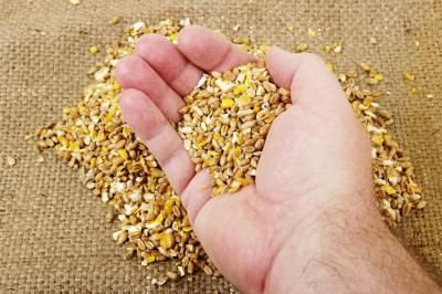 The Disadvantages Of Corn Fed Chicken Grain Free Dog Food Grain