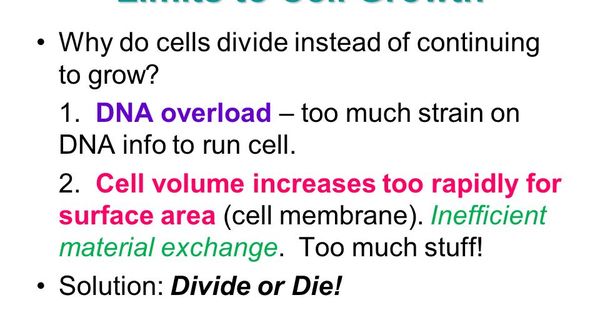 why do cells divide