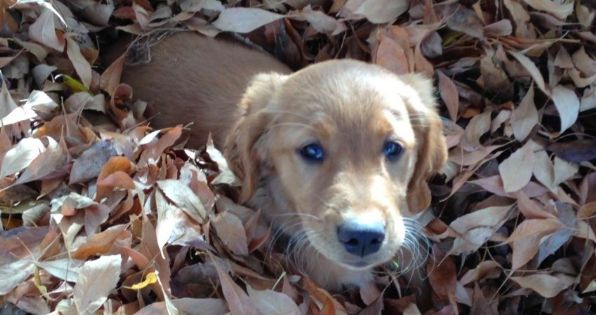 Have You Been Thinking About Adopting A Golden This Is Your Sign