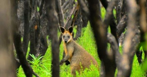 Here Are A Few Camp Friendly Pubs That You Can Add On Your Itinerary Travel Australia Holidays Hire Campervan Roadtrip Thi In 2020 Recreational Vehicles Australia Road Trip