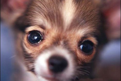 Download Free Cute Chihuahua Desktop Wallpapers Anjing