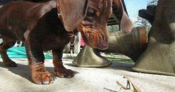 Dachshund Dog Dachshund Puppies Dachshund Love