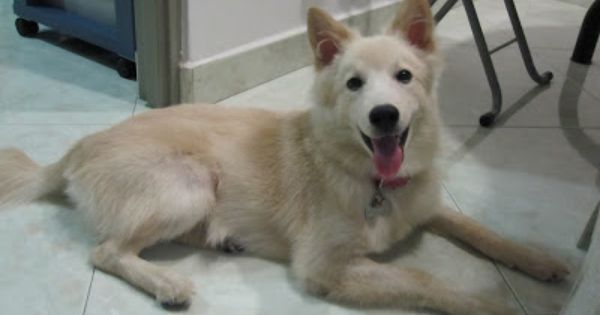 Labrador Retriever X Japanese Spitz Online Shopping Labrador Retriever X Japanese Spitz Online Shopping