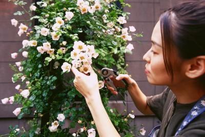 How To Prune Roses Properly In 2020 Trim Rose Bushes Pruning Roses How To Trim Roses