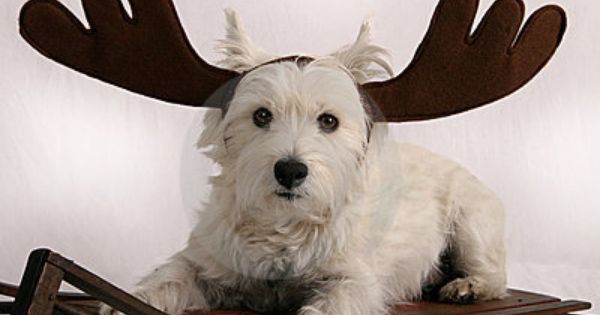 westie terrier stock photos 749 westie terrier stock images stock photography pictures dreamstime page 4 dog breeds little westie terrier westies