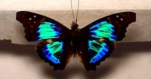 ONE REAL BUTTERFLY BLUE DOXOCOPA CHERUBINA PERU UNMOUNTED WINGS CLOSED