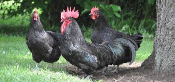 4 Manieres De Vermifuger Vos Poules Wikihow En 2020 Poule Alimentation Poule Alimentation Poule Pondeuse