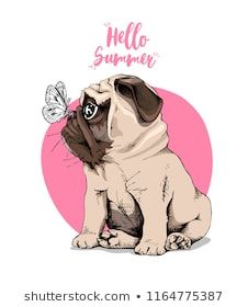 Adorable Beige Puppy Pug With A Butterfly On A Pink Background