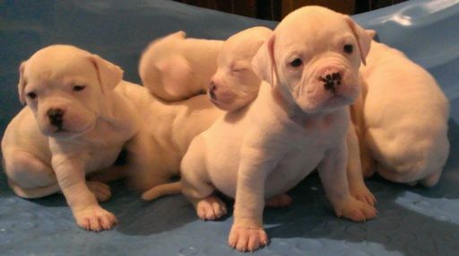 American Bulldog Puppy For Sale In Augusta Ga Adn 62890 On