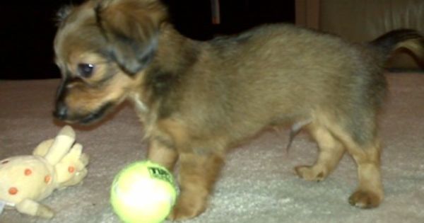 Chiweenie Full Grown The Chiweenie Puppy Shown Here At 7