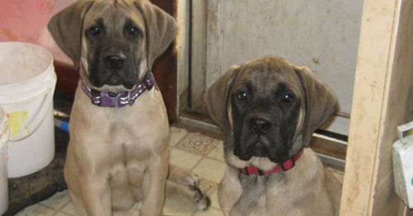 Akc English Mastiff Puppies 13 Weeks Old English Mastiff Puppies