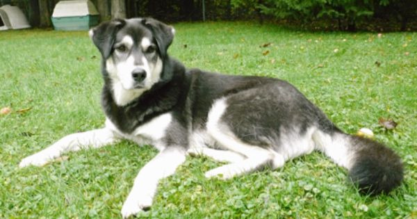 Dodger Call Me A Dog Labrador Retriever Mix Labrador Mix