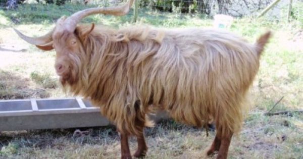 Awesome Shot Of A Gray Brahman Animals Cow Calf Show Cattle