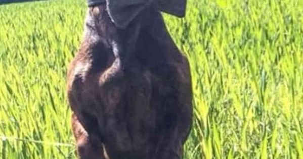 Dog Obedience Training Dog Grooming Problems Buzzfeed