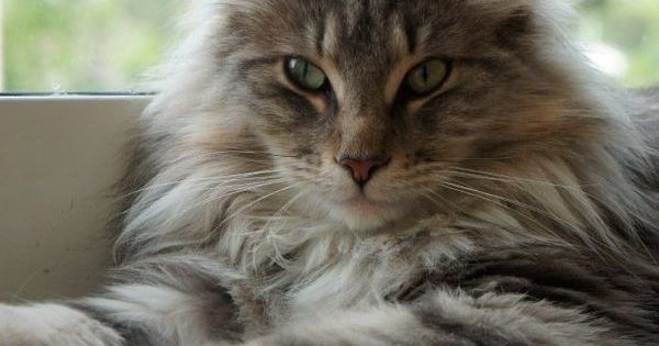 Gato Bosque De Noruega