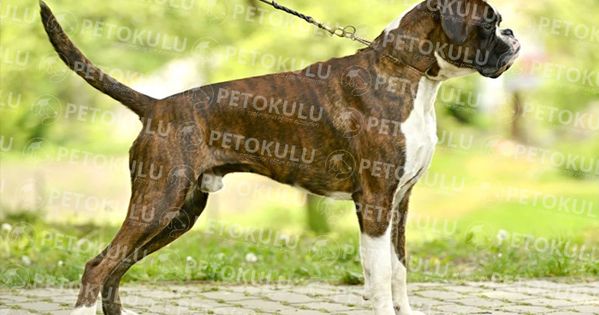 pet okulu kopek egitimi ve kop adli kullanicinin petokulu com panosundaki pin kopek egitimi cane corso malinois