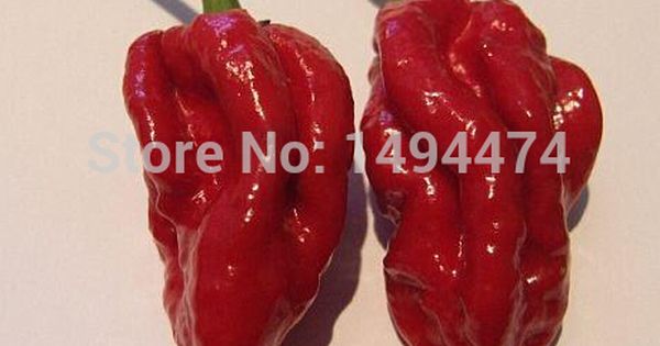 Original Carolina Reaper Chilli Pepper Seeds X 50 Super Hot 100/% GENUINE
