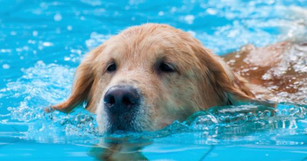 Daily Cute Retriever Puppies Learn To Swim Like Their Dad Video