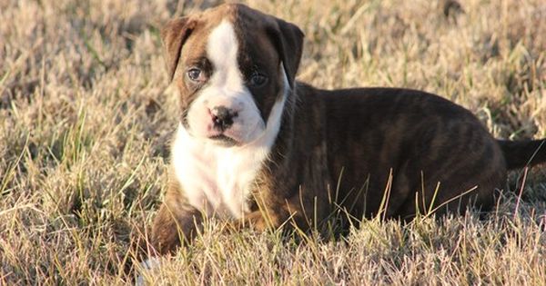 Boxer Puppy For Sale In Ozark Mo Adn 26486 On Puppyfinder Com