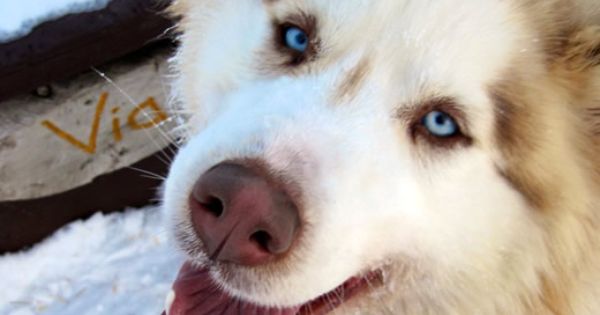 A Happy Face After A Day Of Running In Churchill Manitoba Canada