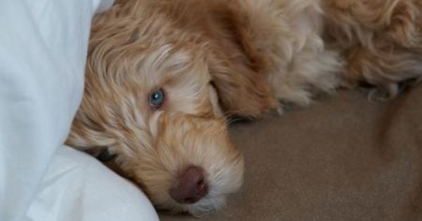 Blonde Haired Blue Eyed Santi The Australian Labradoodle