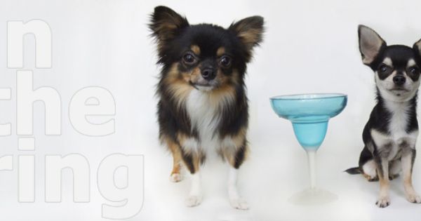 Welcome To Figgys Cocktail Chihuahuas Http Figgyschihuahuas Com
