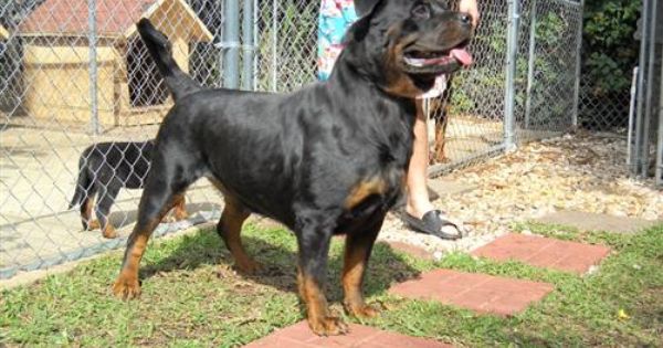 Pin Op Rottweiler
