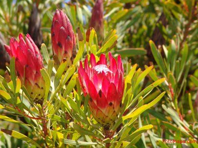 The King Of Proteas South African National Flower Flowers Protea African Image