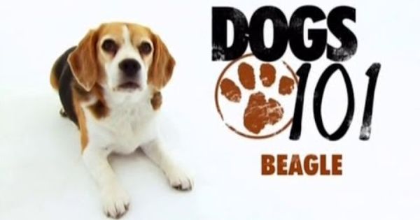Dogs 101 Beagle Youtube Dogs 101 Beagle Dogs
