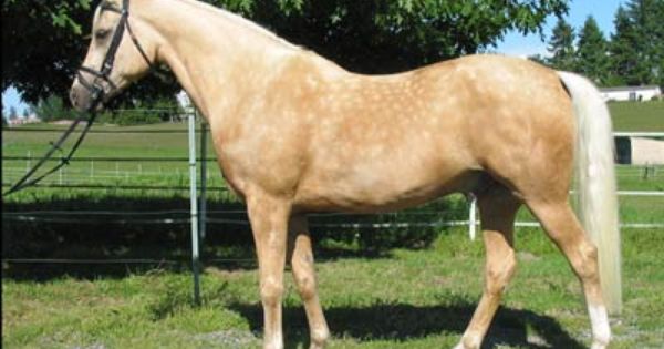 Arabian Quarter Horse Is The Best Horse Combo Ever Great Personalities And Excellent All Purpose Horses I Miss Mine So Mu Horses Palomino Horse Quarter Horse
