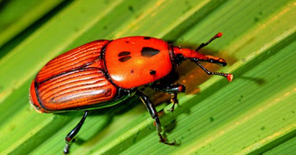 Escarabajo Picudo Rojo Destructor De Palmeras Escarabajo Verde Palmeras