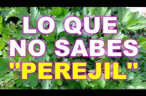 Si Dinero Quieres Perejil Debes Llevar En Tu Billetera Y Poner En Un Vaso Con Agua Y Azúcar Youtube Oraciones Poderosas Perejil Suerte