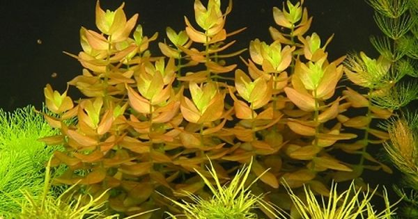 Aquarium Plants Bacopa caroliniana-submerged
