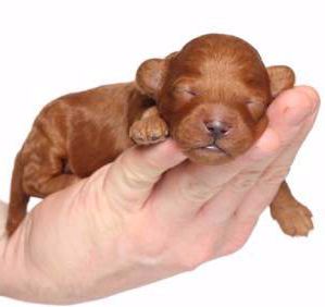 Precious Newborn Poodle Puppy Sweet Dreams Poodle Puppy