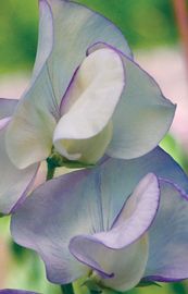 Enchanting Sweet Peas Individual Varieties Sweet Pea Flowers Sweet Pea Backyard Flowers Enchanting Sweet Peas Individual Varieties Sweet Pea Flowers Sweet Pea Backyard Flowers