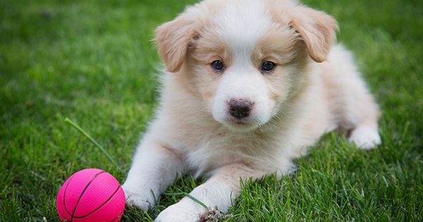 Border Collie Puppy Border Collie Puppies Collie Puppies Puppies