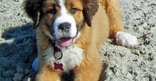 Asen The Mixed Breed St Bernard Mixed With A Berner Saint