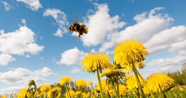 Humla Och Maskrosor Bumble Bee And Dandelions Insekt Pollen Bumblebee Insect Flowers Nature Natureoninstagram Beautyofnature In 2020 Celestial Outdoor Sunset