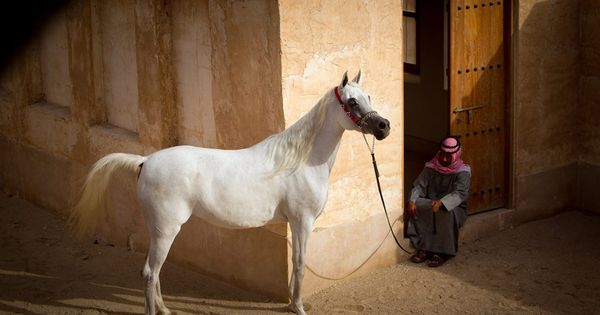 الحصان ناقلات صورة حصان المواد حصان الخيول الظلية كارتون جميل Png وملف Psd للتحميل مجانا Horse Pictures Horses Pictures