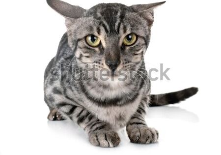Stock Photo Bengal Cat In Front Of White Background Buy Pets