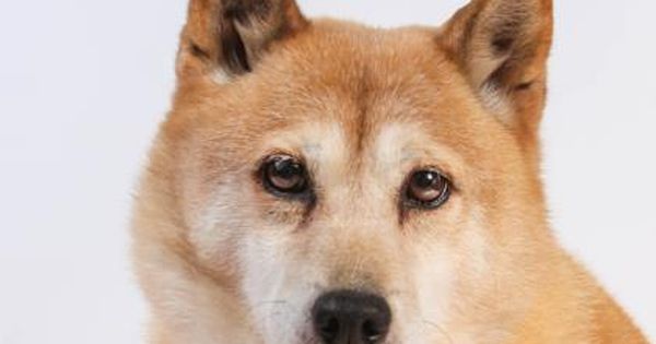 Adopt Sage A Lovely 7 Years 11 Months Dog Available For Adoption