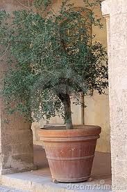 Potted Olive Trees Pots And Planters Pinterest Tuscan