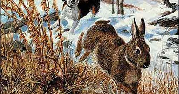 Beagling For Bunnies Beagle Hunting Rabbit Hunting Hunting Art