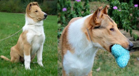 Collie Puppies Amp Service Dogs Kings Valley Collies Collie